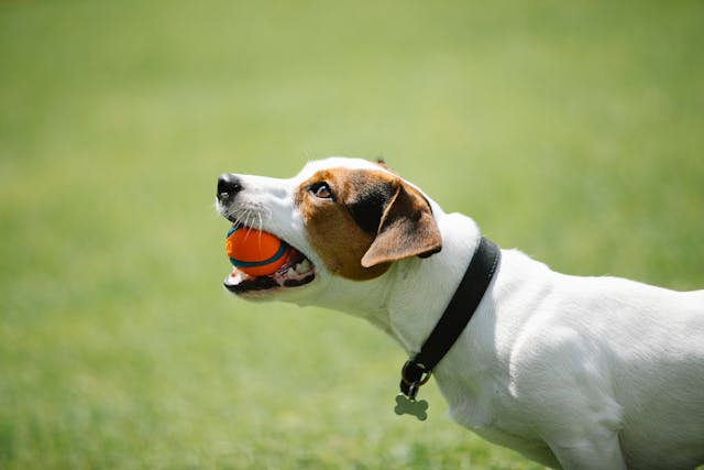 Fournisseur d’une sélection diversifiée de produits liés aux animaux de compagnie en Pologne