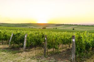 Vignoble-10