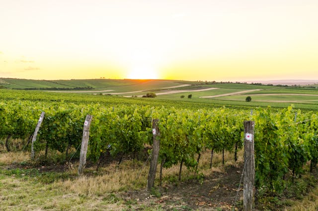 Vignoble-10