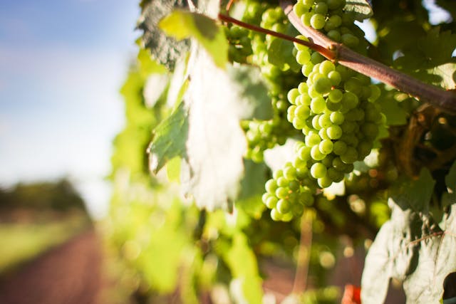Domaine viticole dans la province d’Udine en Italie