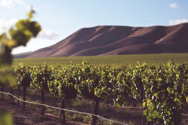 Domaine viticole dans la province de Gorizia en Italie