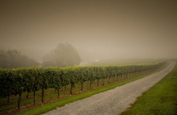Vignoble-15