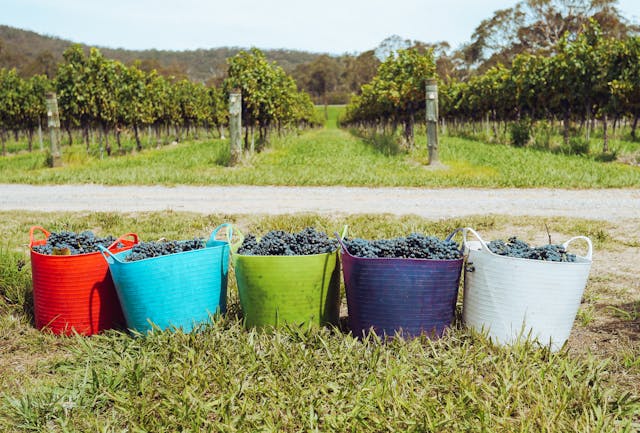 Domaine viticole avec ferme dans la région de Vérone en Italie