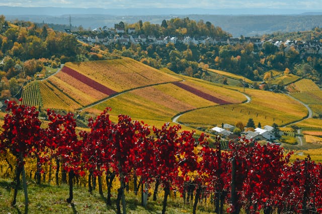 Vignoble-17