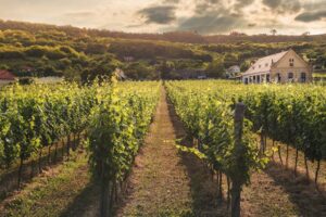 Vignoble-8