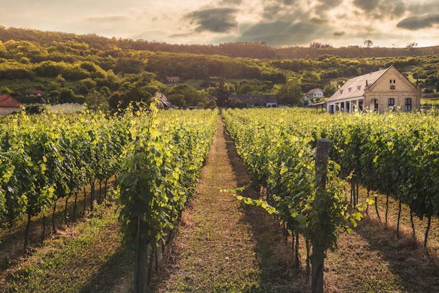 Domaine viticole dans la province de Padoue en Italie
